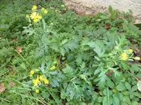 SAM_2174.webp