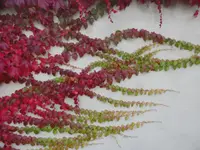 SAM_2172.webp