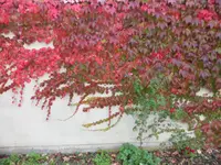 SAM_2173.webp