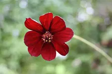 Schokoladen- Kosmee Cosmos atrosanguineus Chocamocha 30.09.13 (2).webp