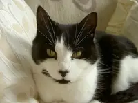 Stupsi v.webp