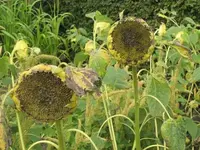 Bilda 0181.webp