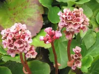 Bilda 0439.webp