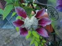 CIMG1799.webp