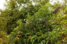 2013_0930Herbst0011 früchte.webp