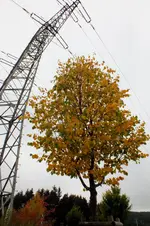 2013_0930Herbst0014 herbst.webp