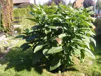 Engelstrompete 01.10.2013.webp
