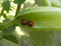 Käferpärchen.webp