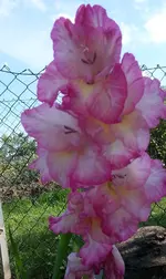 16.webp