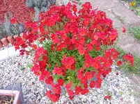 20.webp