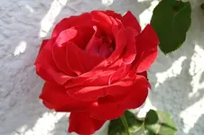 Dame de Coeur 01.10.13.webp