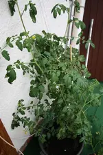 unbekannte Discounter- Tomate 01.10.13.webp