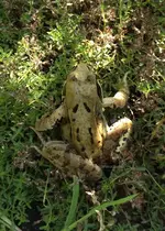 Frosch1.webp