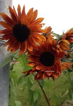 orange Sonnenblumen.webp