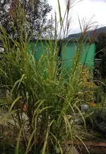 schilf.webp