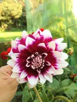image.webp