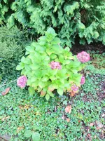 image.webp