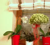 IMG_7635-001.webp