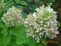 oktob01 009.webp