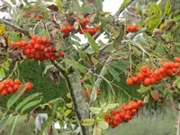 Bilda 0175.webp