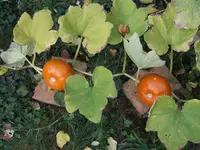 orange.webp