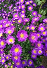 herbstastern1.webp