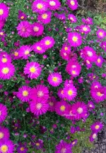 herbstastern2.webp