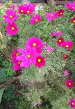 cosmea1.webp