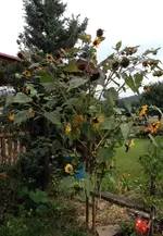 sonnenblume.webp