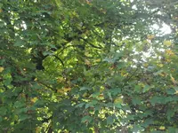 SAM_2195.webp