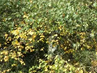 SAM_2196.webp