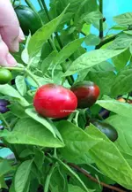 Rocoto de Peron.webp