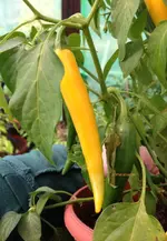 HotBanana2.webp