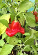 Glockenchili2.webp