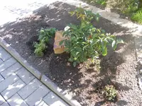 Rosenbeet.webp