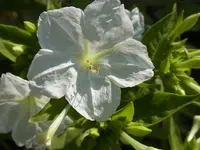 RIMG0022.webp