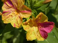RIMG0023.webp