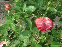 SAM_2203.webp