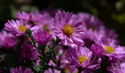 IMG_7650.webp