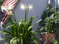 WP_000064.webp