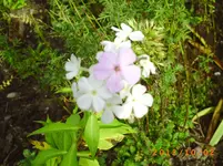 oktob02 004.webp