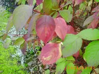 oktob02 011.webp