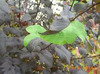 oktob02 012.webp