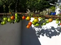 P1000757.webp
