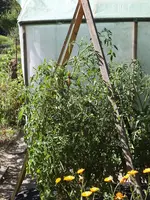DSCF7669.webp