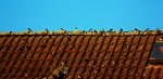 last rustic swallows1_1024.JPG