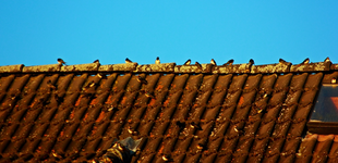 last rustic swallows1_1024.webp