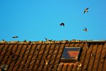 last rustic swallows2_1024.JPG