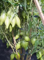 DSCF9126.webp
