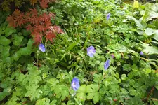 2013_0927Herbst0003.webp